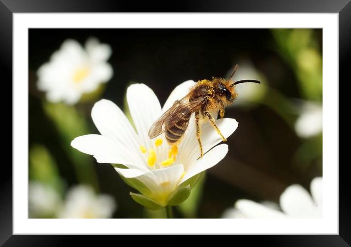 Pollination by JCstudios Framed Mounted Print by JC studios LRPS ARPS