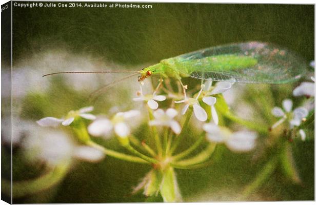 Lacewing Fly Canvas Print by Julie Coe