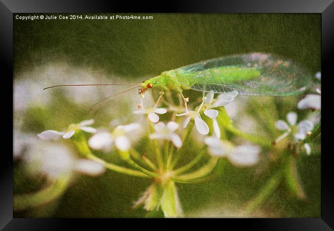 Lacewing Fly Framed Print by Julie Coe