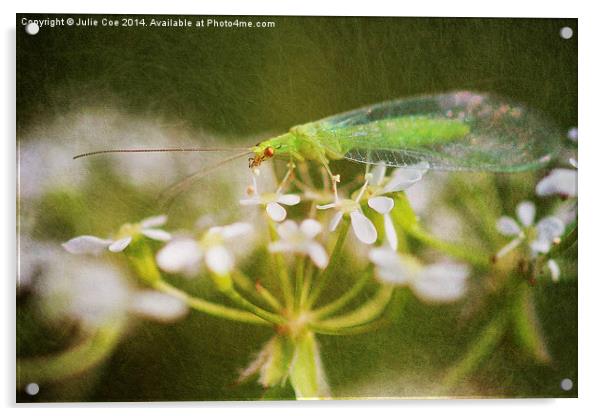 Lacewing Fly Acrylic by Julie Coe