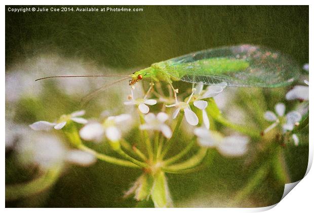 Lacewing Fly Print by Julie Coe