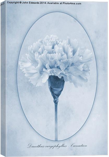 Carnation Cyanotype Canvas Print by John Edwards