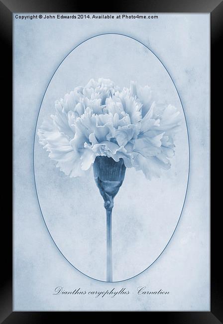 Carnation Cyanotype Framed Print by John Edwards