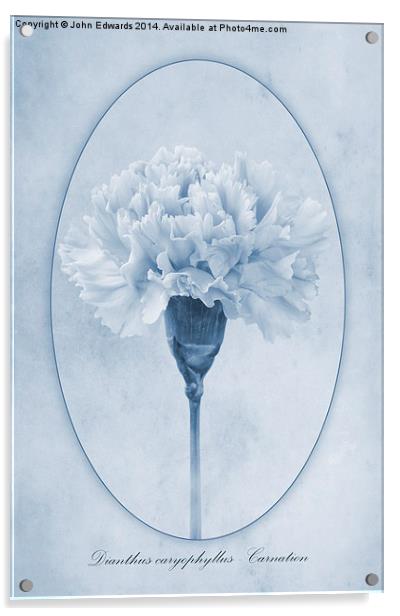 Carnation Cyanotype Acrylic by John Edwards