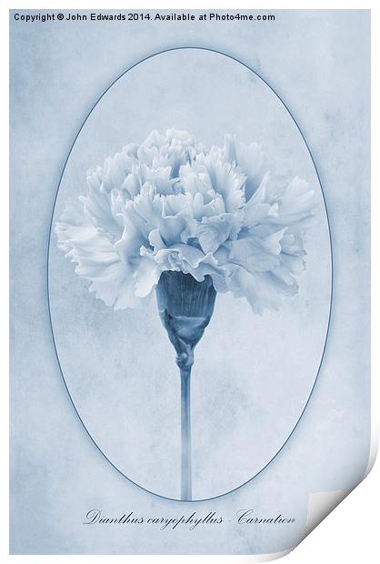Carnation Cyanotype Print by John Edwards