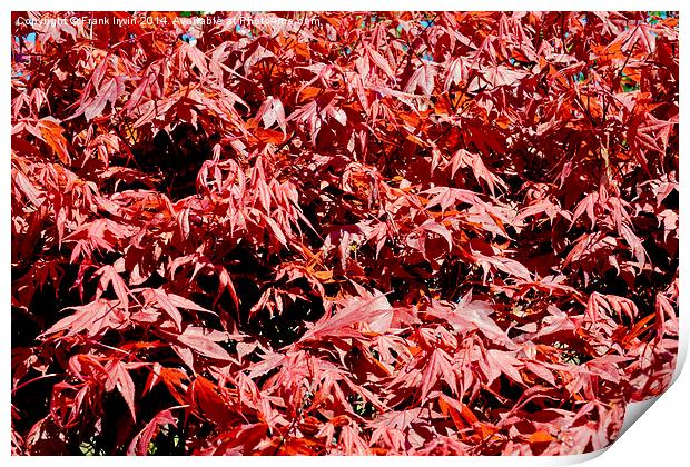 Beautitul Acer foliage Print by Frank Irwin