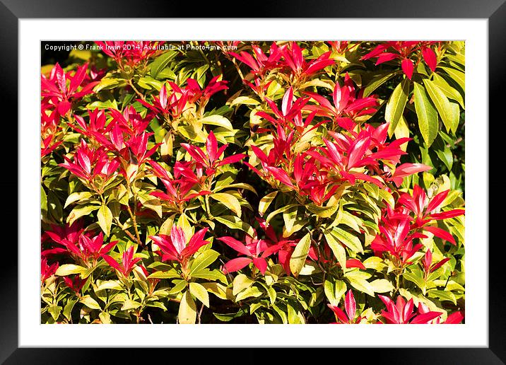 Beautiful colourful Pieris, Framed Mounted Print by Frank Irwin