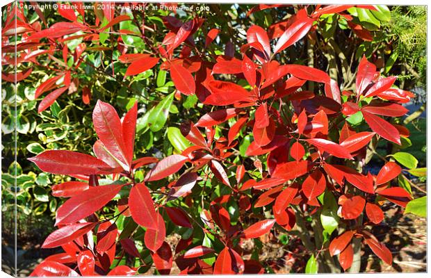 The pretty Photinia, Red Robin Canvas Print by Frank Irwin