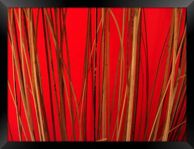 Cane on Red Framed Print by james richmond