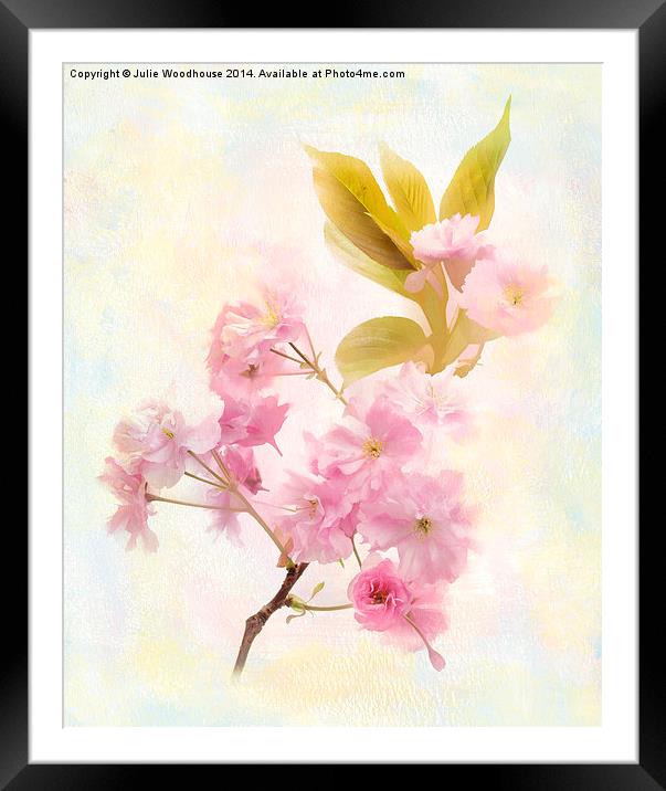 Cherry Blossom Framed Mounted Print by Julie Woodhouse