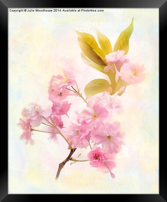 Cherry Blossom Framed Print by Julie Woodhouse