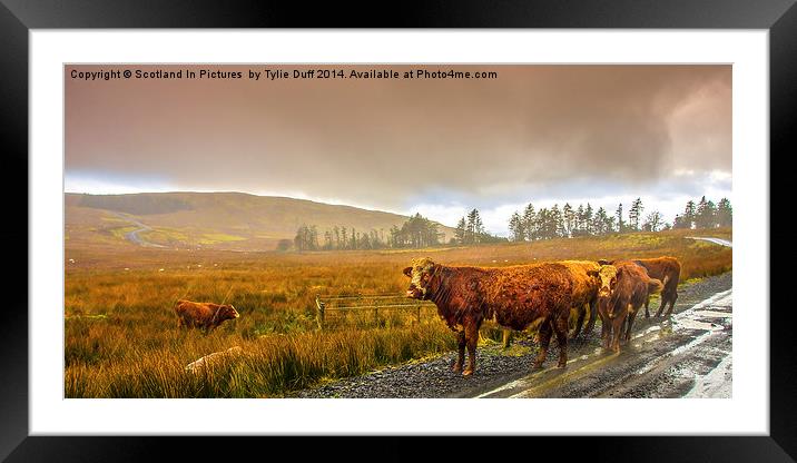 Drookit Coos Framed Mounted Print by Tylie Duff Photo Art