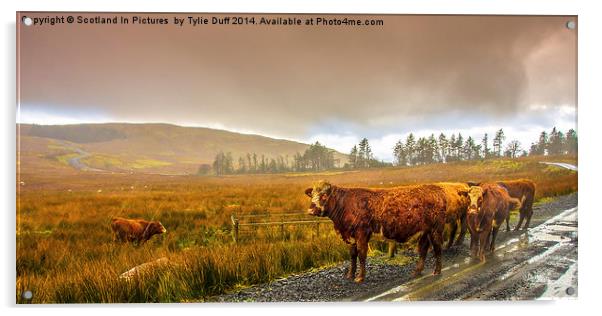 Drookit Coos Acrylic by Tylie Duff Photo Art