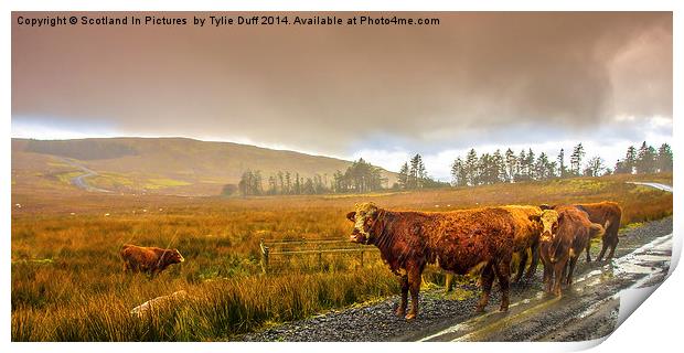 Drookit Coos Print by Tylie Duff Photo Art