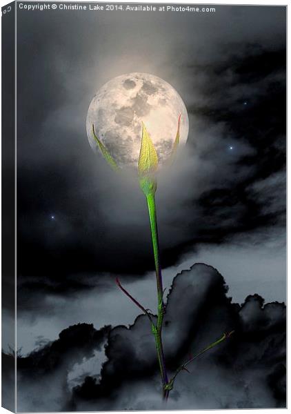 Moon Flower Canvas Print by Christine Lake