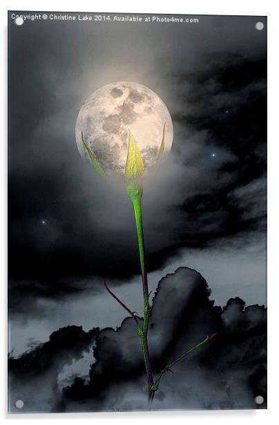 Moon Flower Acrylic by Christine Lake