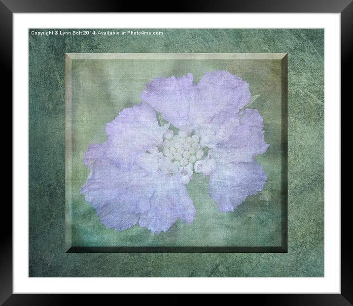 Misty Mauve Flower 3D Framed Mounted Print by Lynn Bolt