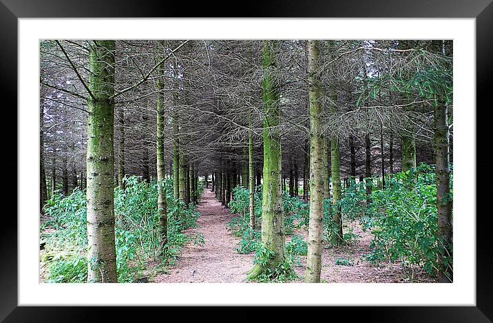 The path through the trees Framed Mounted Print by Tom Gomez
