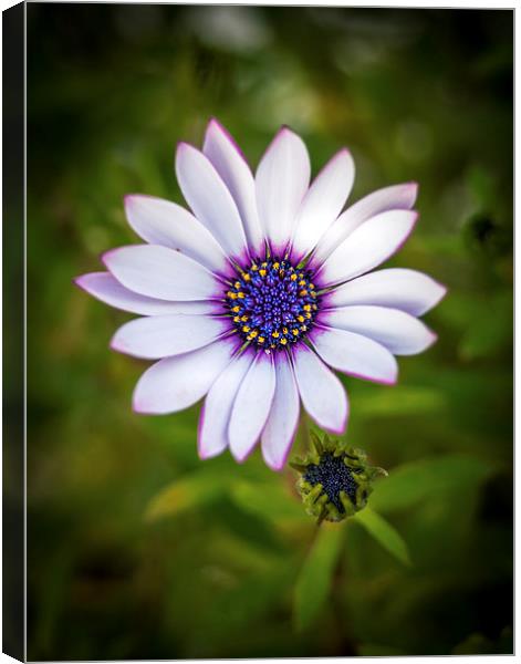 Purple and White Dahlia Canvas Print by Mark Llewellyn