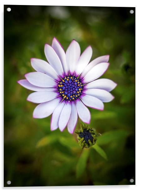 Purple and White Dahlia Acrylic by Mark Llewellyn