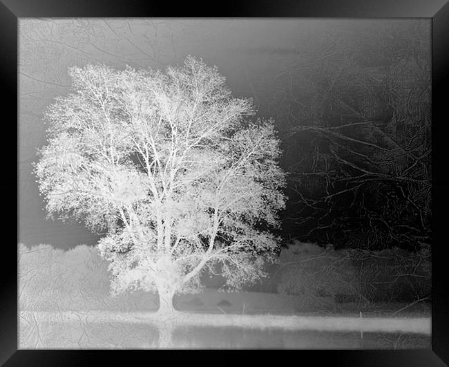 Winter Tree Framed Print by michelle whitebrook
