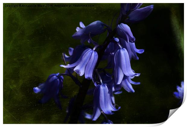 Spring Bluebells Print by Annabelle Ward