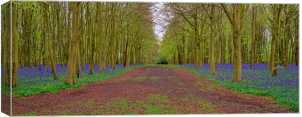 Bluebell Boulevarde Canvas Print by Roger Byng