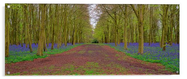 Bluebell Boulevarde Acrylic by Roger Byng