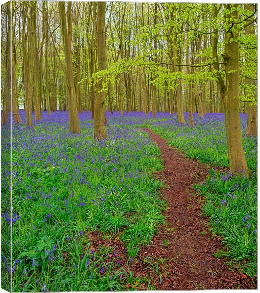 Bluebell Walk Canvas Print by Roger Byng