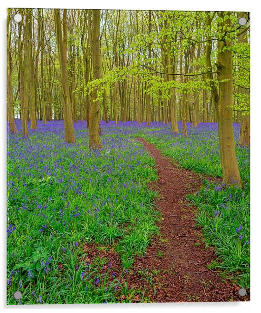 Bluebell Walk Acrylic by Roger Byng