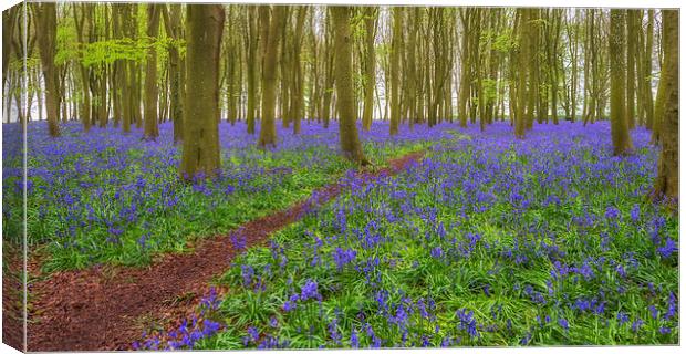 Bluebell Path Canvas Print by Roger Byng