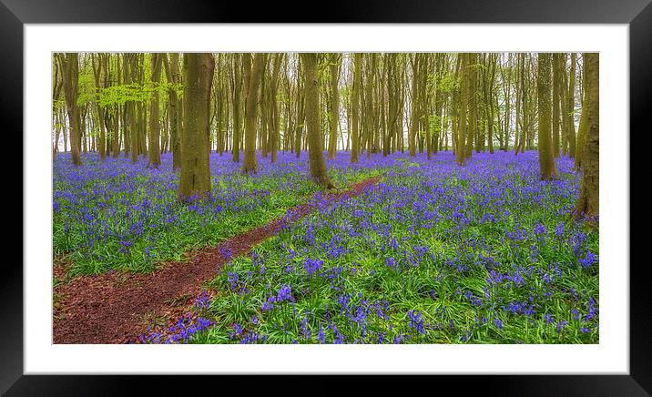 Bluebell Path Framed Mounted Print by Roger Byng