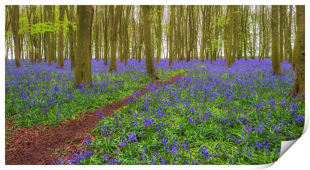 Bluebell Path Print by Roger Byng