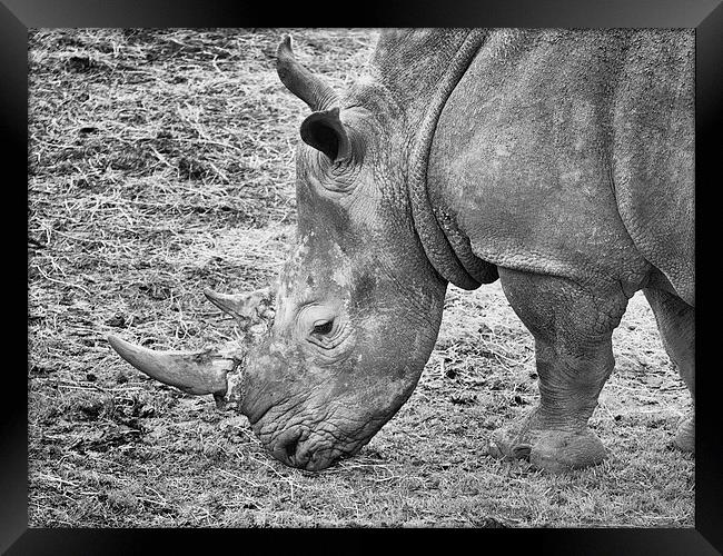Rhino Framed Print by Robert Bennett