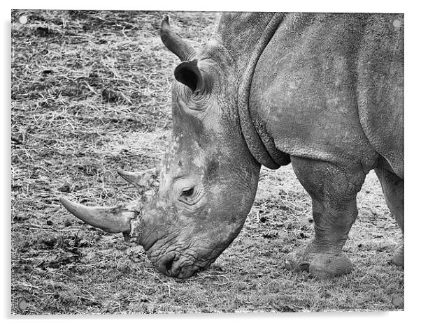 Rhino Acrylic by Robert Bennett