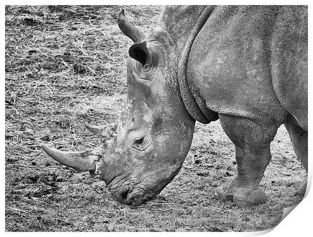 Rhino Print by Robert Bennett