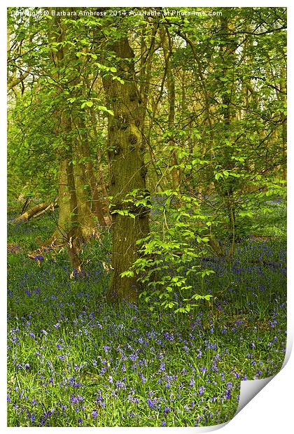 Woodland growth Print by Barbara Ambrose