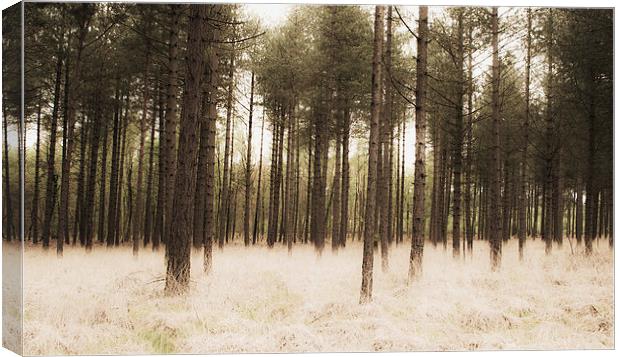 The Silent Wood Canvas Print by Matthew Wardle