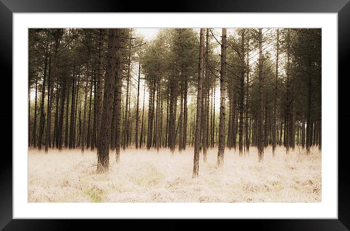 The Silent Wood Framed Mounted Print by Matthew Wardle