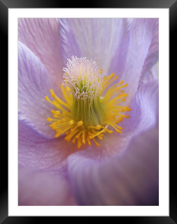 pasque flower Framed Mounted Print by Heather Newton