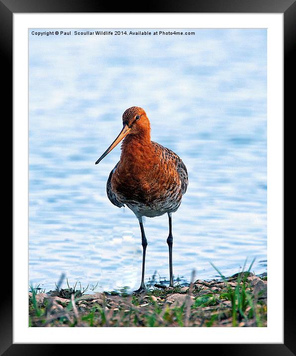 Black -Tailed Godwit Framed Mounted Print by Paul Scoullar