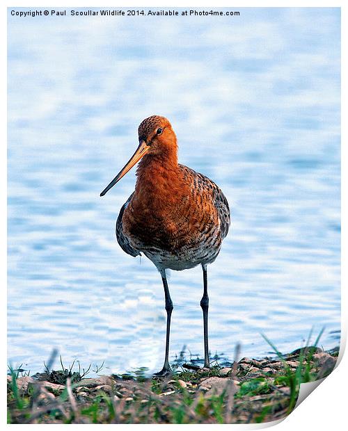 Black -Tailed Godwit Print by Paul Scoullar