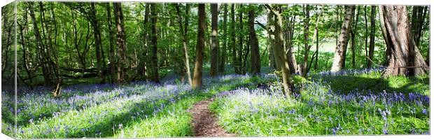 Bluebell Panorama Canvas Print by Michelle Orai