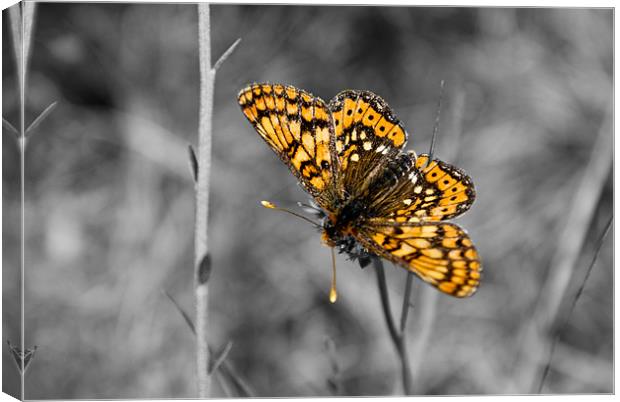 Selective Butterfly Canvas Print by Luis Lajas