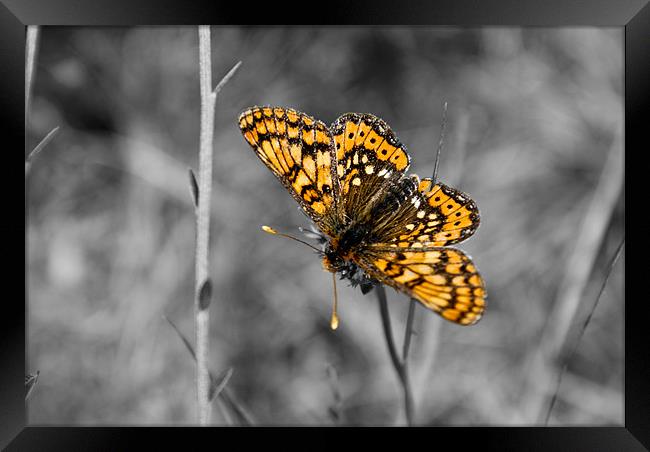 Selective Butterfly Framed Print by Luis Lajas