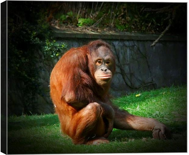 ORANGUTAN WITH THE LOOK Canvas Print by Anthony Kellaway