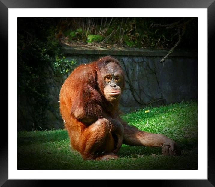 ORANGUTAN WITH THE LOOK Framed Mounted Print by Anthony Kellaway