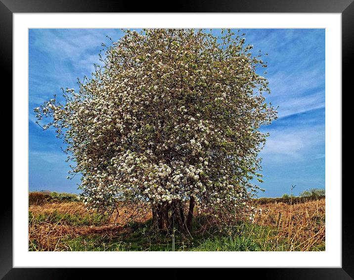 hawthorn Framed Mounted Print by chrissy woodhouse