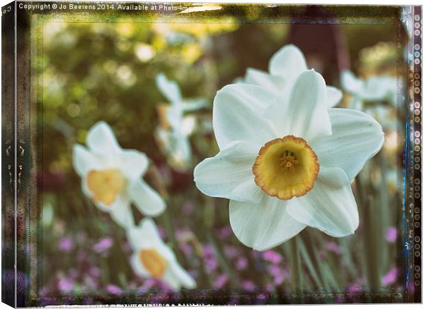 yellow white daffodil Canvas Print by Jo Beerens