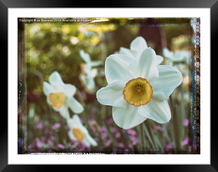yellow white daffodil Framed Mounted Print by Jo Beerens